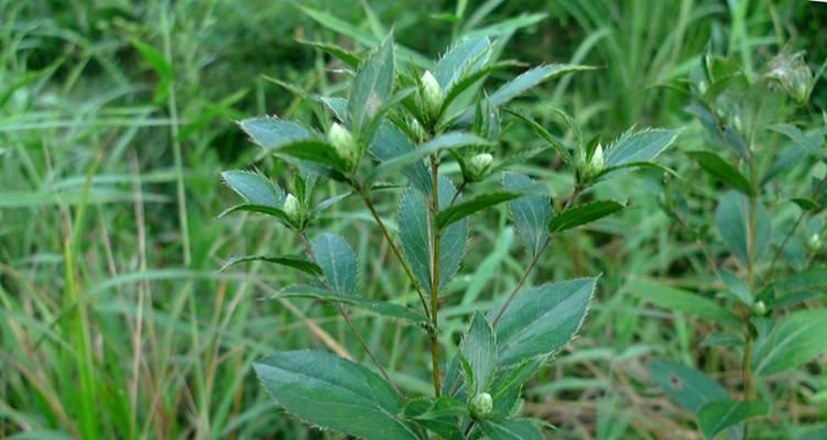 苍术花语有哪些独特之处？苍术花语在民间传说中代表什么？