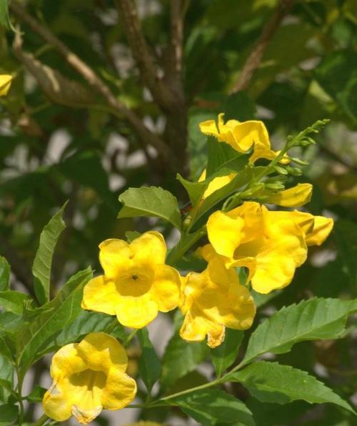 花了花语的含义是什么？花了花语在现代语境下如何被使用？