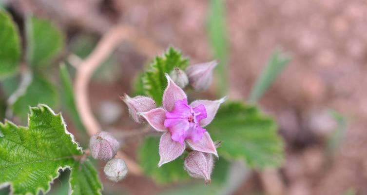 茅莓花语的象征意义是什么？茅莓花语在文学中如何被描绘？