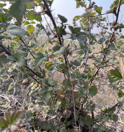 茅莓花语的象征意义是什么？茅莓花语在文学中如何被描绘？