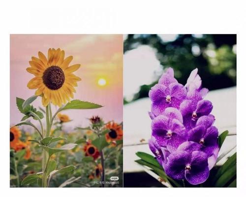 花语错失通常意味着什么？花语错失在人际交往中如何体现？