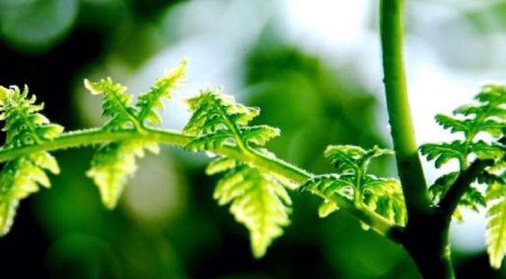 花语错失通常意味着什么？花语错失在人际交往中如何体现？