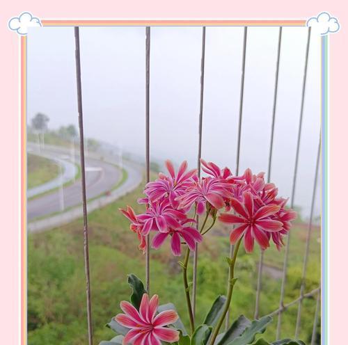 苋花语在植物学中有何特殊意义？苋花语在文化中如何被诠释？