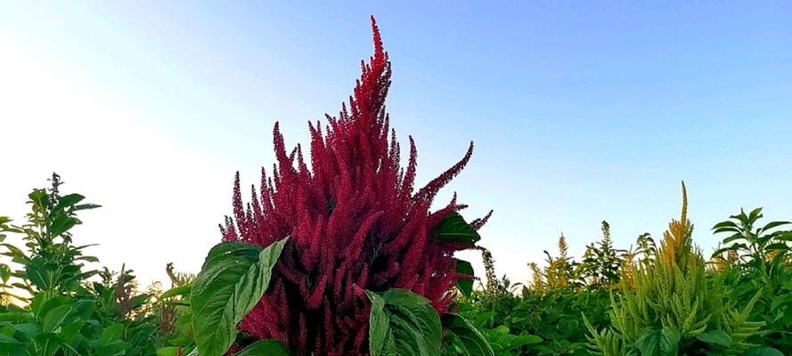 苋花语在植物学中有何特殊意义？苋花语在文化中如何被诠释？