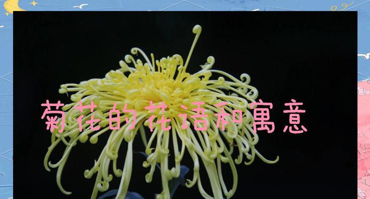 花语菊代表了哪些美好寓意？花语菊在不同文化中如何被看待？