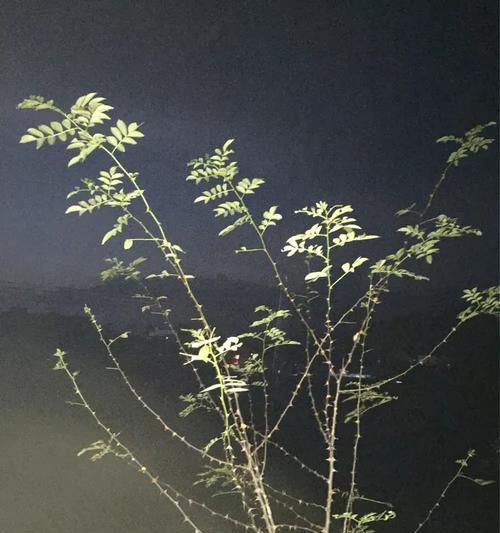 茄子花语通常传达什么信息？茄子花语在饮食文化中有哪些体现？