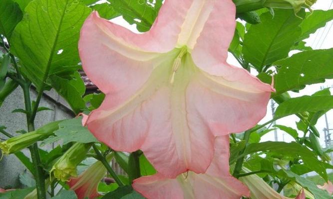 茄子花语通常传达什么信息？茄子花语在饮食文化中有哪些体现？