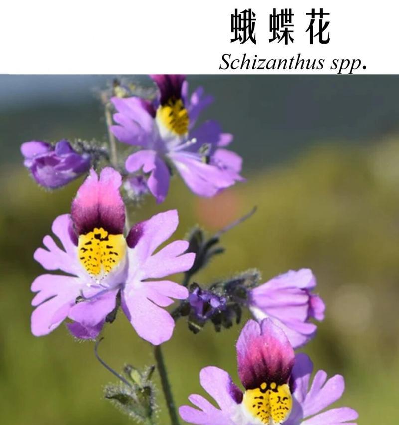茄子花语通常传达什么信息？茄子花语在饮食文化中有哪些体现？
