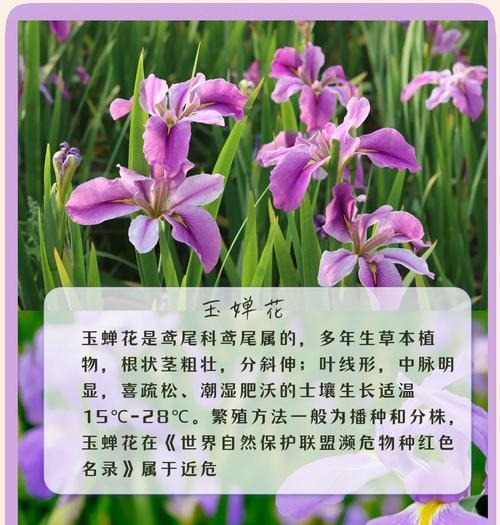 树叶花语在自然界中象征什么？树叶花语在艺术中如何被运用？