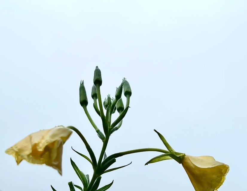 花语羡慕通常如何表达？花语羡慕在社交场合中如何被理解？
