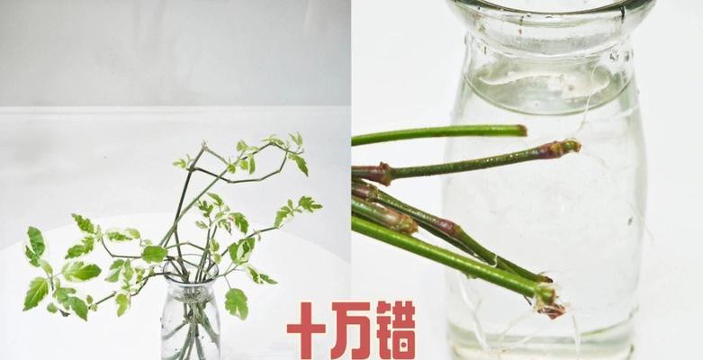 植物繁殖的基本方法和技巧是什么？