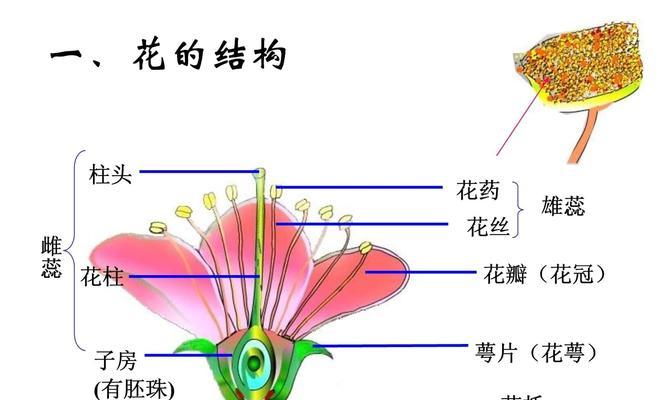 植物繁殖的基本方法和技巧是什么？