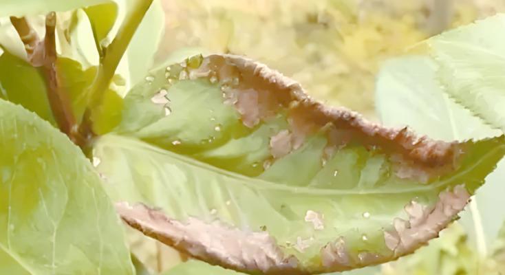 茉莉掉叶的常见原因及解决措施？