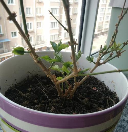 茉莉掉叶的常见原因及解决措施？