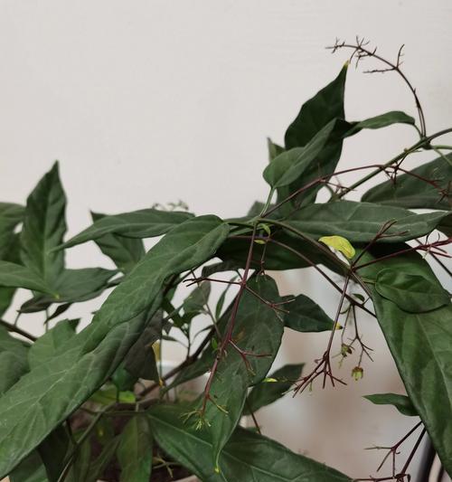 茉莉掉叶的常见原因及解决措施？