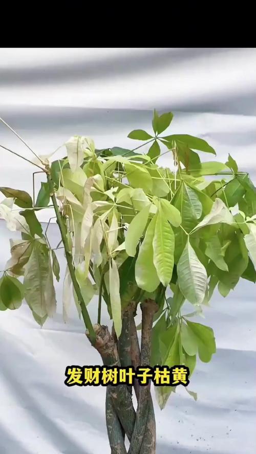 发财树叶子枯黄怎么办？发财树叶子发黄的处理方法是什么？