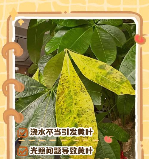 发财树叶子枯黄怎么办？发财树叶子发黄的处理方法是什么？
