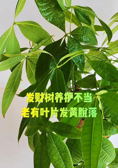 发财树叶子枯黄怎么办？发财树叶子发黄的处理方法是什么？