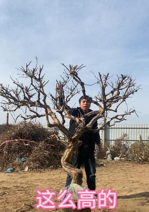 金银花枝条造型技巧？如何打造美观的金银花？