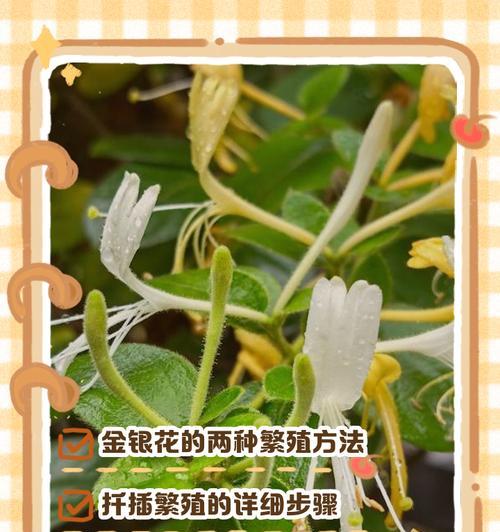 金银花枝条造型技巧？如何打造美观的金银花？