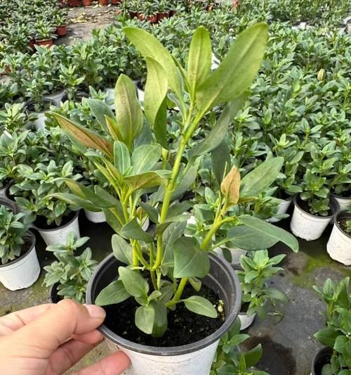 草花的正确养殖方法是什么？草花养护需要注意哪些事项？