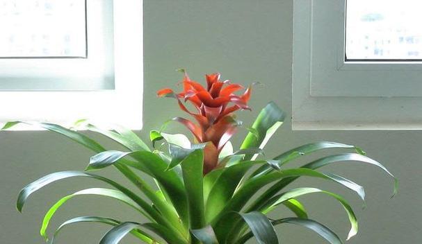 冬天室内适合种植哪些花卉？
