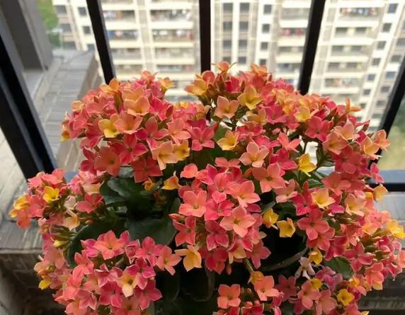 冬天室内适合种植哪些花卉？