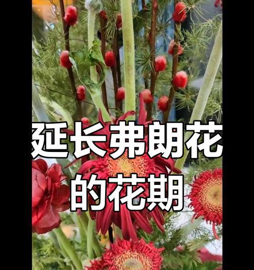 如何延长花卉的花期？有效延长花期的技巧有哪些？