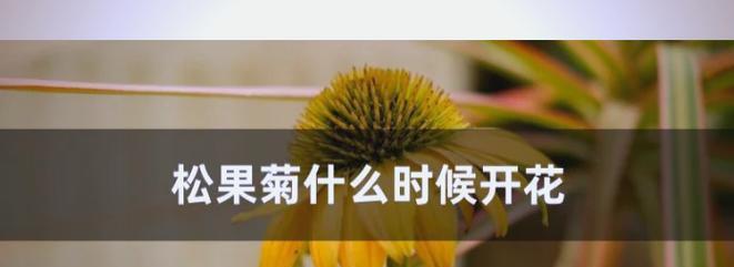如何延长花卉的花期？有效延长花期的技巧有哪些？