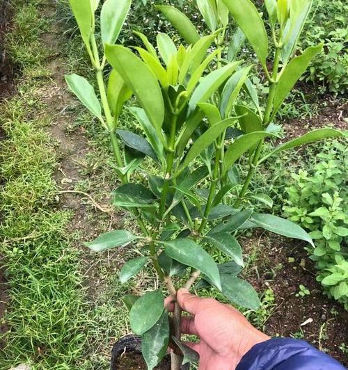 非洲茉莉的养殖方法是什么？