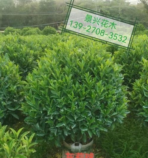 非洲茉莉的养殖方法是什么？