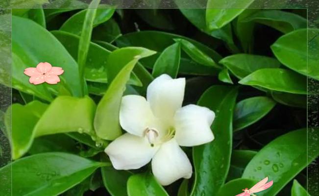 非洲茉莉的养殖方法是什么？