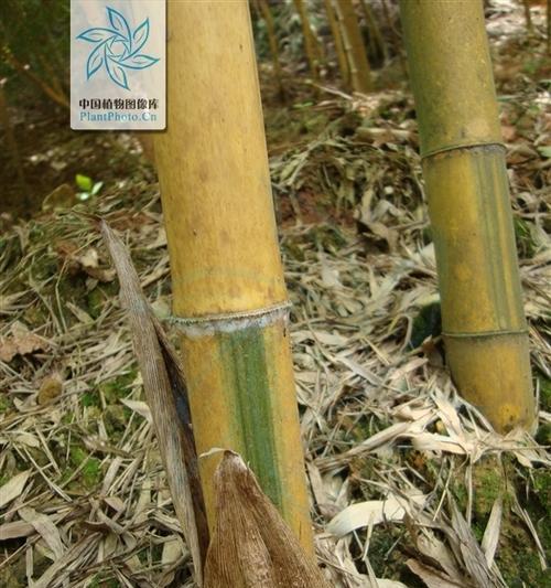 毛竹种植有哪些技巧？