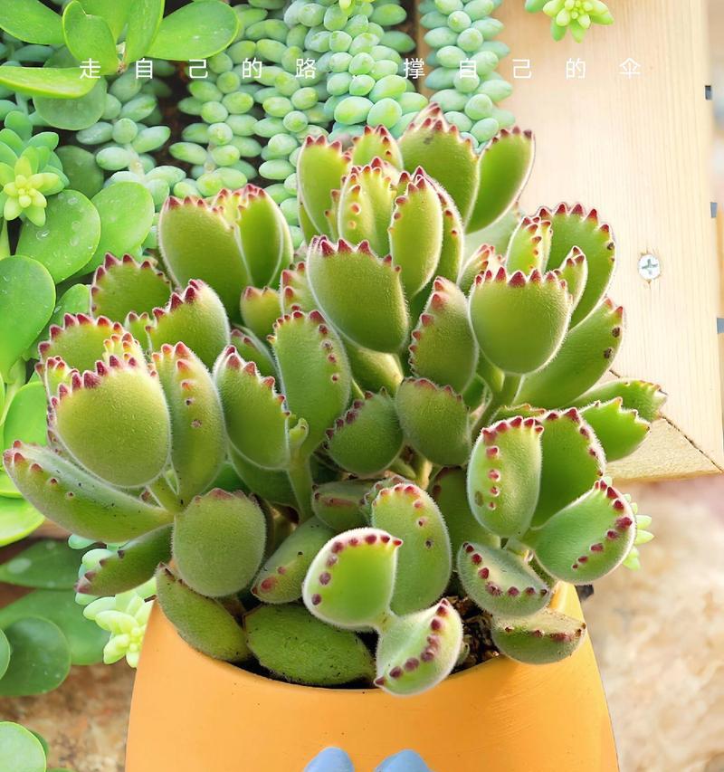 熊童子种植的正确步骤是什么？
