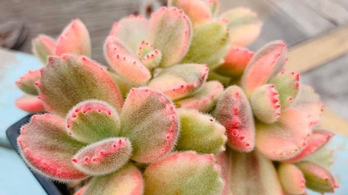 熊童子种植的正确步骤是什么？