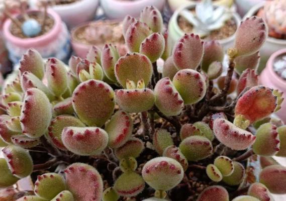 熊童子种植的正确步骤是什么？