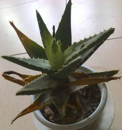芦荟叶子变黄是什么原因？