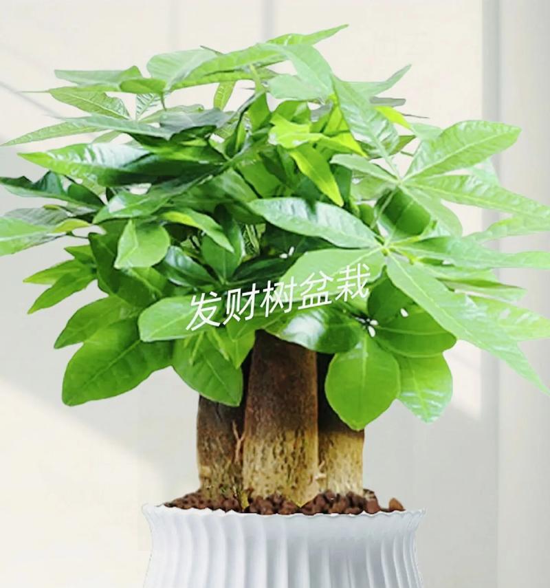 室内发财树的正确养护方法是什么？室内发财树如何养才能长得好？