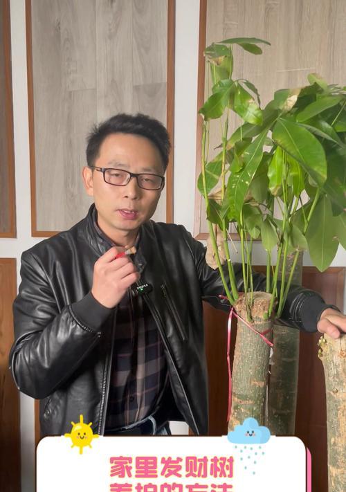 室内发财树的正确养护方法是什么？室内发财树如何养才能长得好？