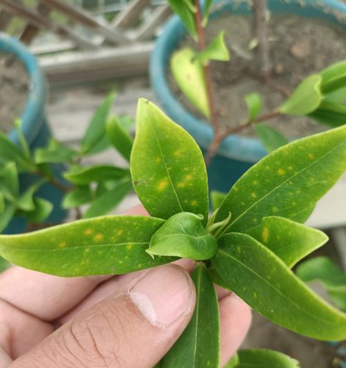 花叶黄的原因是什么？如何预防和处理？