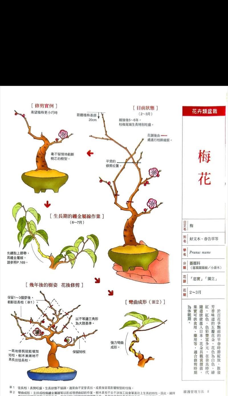 五彩梅花种植方法有哪些？