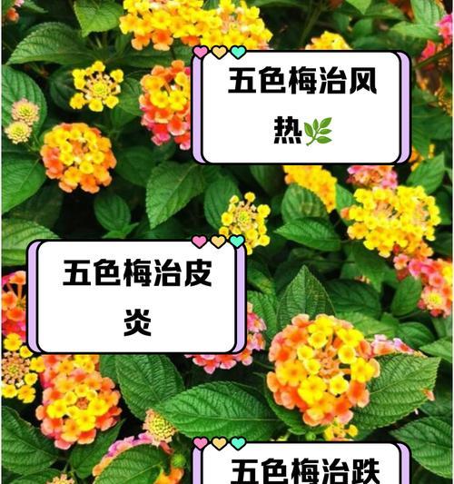 五彩梅花种植方法有哪些？