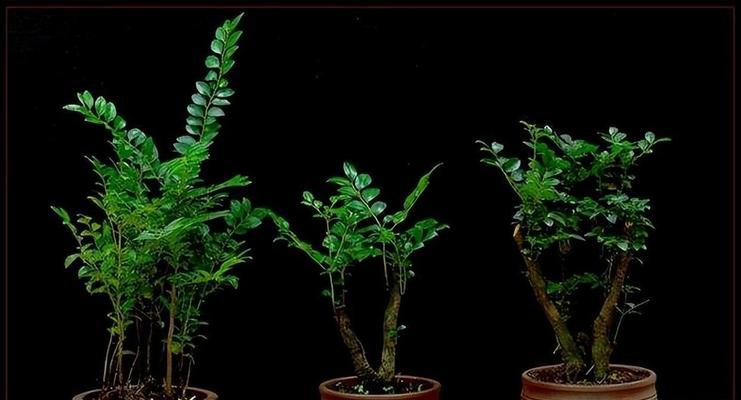 紫檀树的养殖环境和条件？