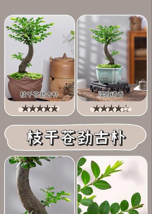 紫檀树的养殖环境和条件？