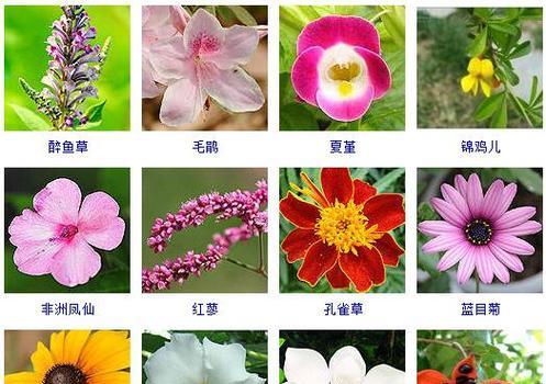 黄金花卉指的是哪种名花？它的特点和养护方法是什么？