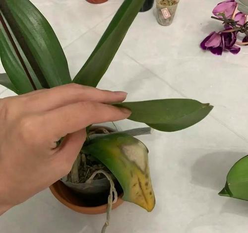 花叶被冻坏的应对措施是什么？
