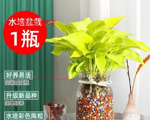 如何加速水培绿萝的生长速度？