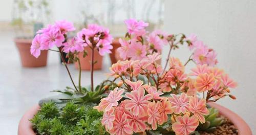露薇花的养殖方法和注意事项是什么？
