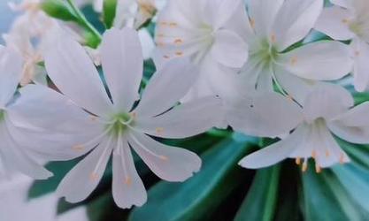 露薇花的养殖方法和注意事项是什么？