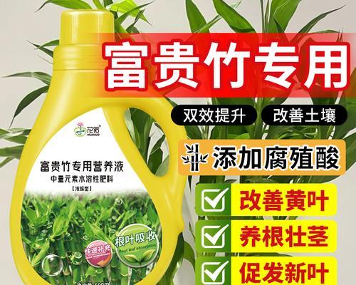 富贵竹叶子发黄怎么办？如何快速恢复其绿色？